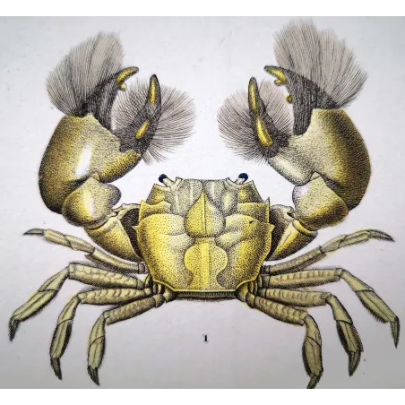 Antique Marine Engraving – Pierre Antoine Prêtre – Grapso penicillato