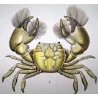 Grapso penicillato (*Grapsus penicillatus*)  Original hand-colored engraving by Pierre Antoine Prêtre, Antique Print