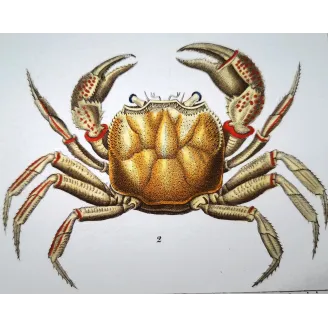 Antique Marine Engraving – Pierre Antoine Prêtre – Grapso penicillato