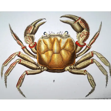 Antique Marine Engraving – Pierre Antoine Prêtre – Grapso penicillato