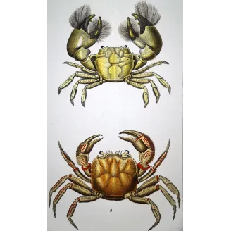 Antique Marine Engraving – Pierre Antoine Prêtre – Grapso penicillato