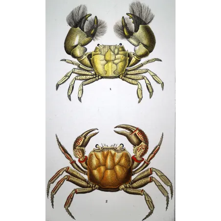 Antique Marine Engraving – Pierre Antoine Prêtre – Grapso penicillato