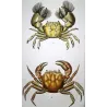 Grapso penicillato (*Grapsus penicillatus*)  Original hand-colored engraving by Pierre Antoine Prêtre, Antique Print