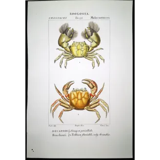Antique Marine Engraving – Pierre Antoine Prêtre – Grapso penicillato