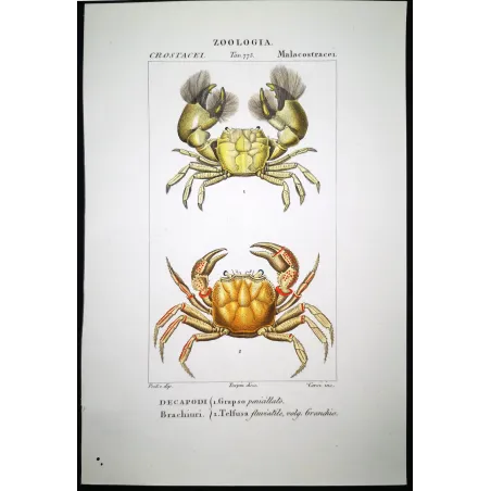 Antique Marine Engraving – Pierre Antoine Prêtre – Grapso penicillato