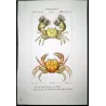 Grapso penicillato (*Grapsus penicillatus*)  Original hand-colored engraving by Pierre Antoine Prêtre, Antique Print