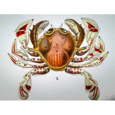 Antique Marine Engraving – Pierre Antoine Prêtre – Polibio di Henslow