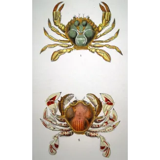 Antique Marine Engraving – Pierre Antoine Prêtre – Polibio di Henslow