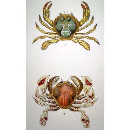 Antique Marine Engraving – Pierre Antoine Prêtre – Polibio di Henslow