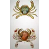 Polibio di Henslow (*Polybia henslowii*)  Original hand-colored engraving by Pierre Antoine Prêtre, Antique Print
