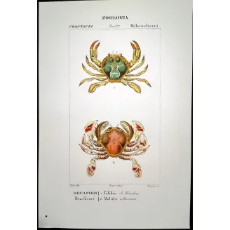 Antique Marine Engraving – Pierre Antoine Prêtre – Polibio di Henslow