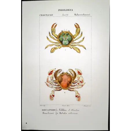 Antique Marine Engraving – Pierre Antoine Prêtre – Polibio di Henslow