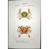 Polibio di Henslow (*Polybia henslowii*)  Original hand-colored engraving by Pierre Antoine Prêtre, Antique Print