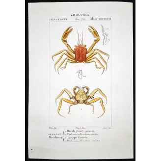 Antique Marine Engraving – Pierre Antoine Prêtre – Omola fronte-spinosa