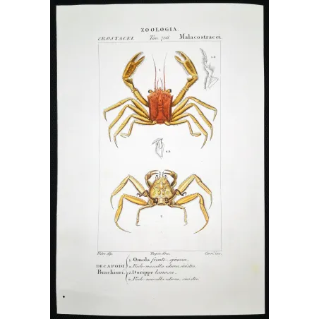 Antique Marine Engraving – Pierre Antoine Prêtre – Omola fronte-spinosa