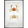 Omola fronte-spinosa (*Omola frontespinosa*)  Original hand-colored engraving by Pierre Antoine Prêtre, Antique Print