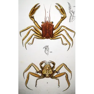 Antique Marine Engraving – Pierre Antoine Prêtre – Omola fronte-spinosa