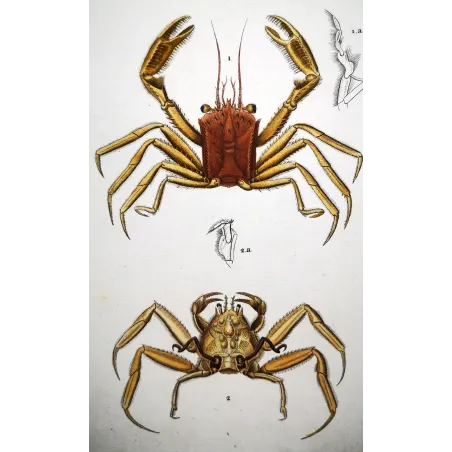 Antique Marine Engraving – Pierre Antoine Prêtre – Omola fronte-spinosa