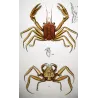 Omola fronte-spinosa (*Omola frontespinosa*)  Original hand-colored engraving by Pierre Antoine Prêtre, Antique Print