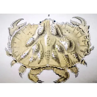 Antique Marine Engraving – Pierre Antoine Prêtre – Calappa tuberculata