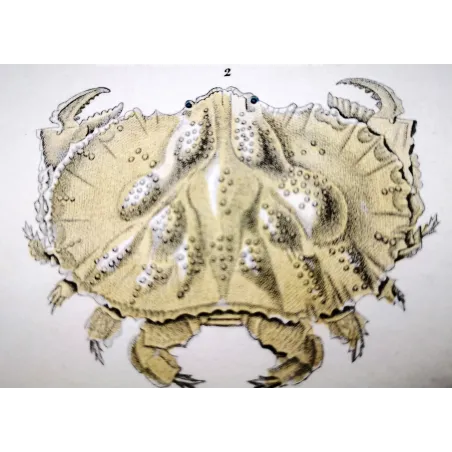 Antique Marine Engraving – Pierre Antoine Prêtre – Calappa tuberculata