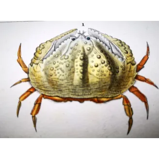Antique Marine Engraving – Pierre Antoine Prêtre – Calappa tuberculata