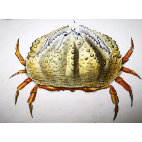 Antique Marine Engraving – Pierre Antoine Prêtre – Calappa tuberculata