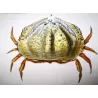Calappa tuberculata (*Calappa tuberculata*)  Original hand-colored engraving by Pierre Antoine Prêtre, Antique Print