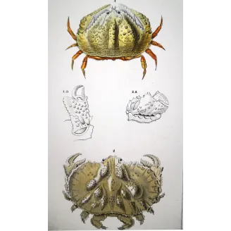 Antique Marine Engraving – Pierre Antoine Prêtre – Calappa tuberculata