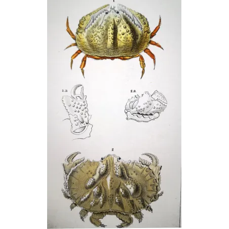 Antique Marine Engraving – Pierre Antoine Prêtre – Calappa tuberculata
