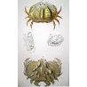 Calappa tuberculata (*Calappa tuberculata*)  Original hand-colored engraving by Pierre Antoine Prêtre, Antique Print