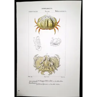 Antique Marine Engraving – Pierre Antoine Prêtre – Calappa tuberculata