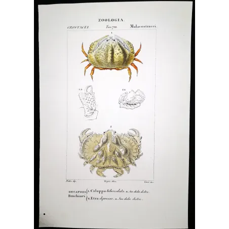 Antique Marine Engraving – Pierre Antoine Prêtre – Calappa tuberculata