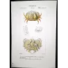 Calappa tuberculata (*Calappa tuberculata*)  Original hand-colored engraving by Pierre Antoine Prêtre, Antique Print