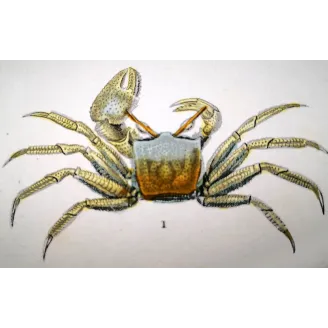 Antique Marine Engraving – Pierre Antoine Prêtre – Ocypode ceratophthalmo