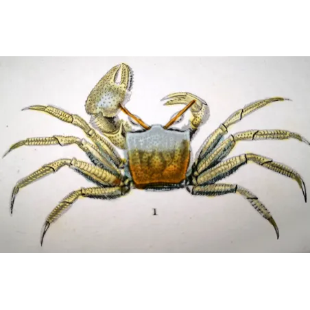 Antique Marine Engraving – Pierre Antoine Prêtre – Ocypode ceratophthalmo
