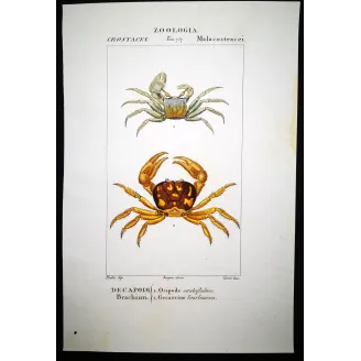 Antique Marine Engraving – Pierre Antoine Prêtre – Ocypode ceratophthalmo