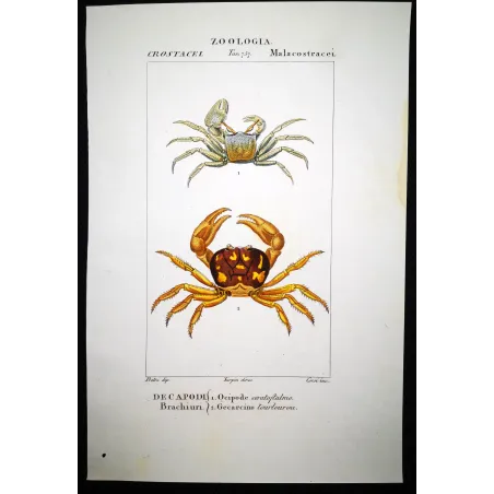 Antique Marine Engraving – Pierre Antoine Prêtre – Ocypode ceratophthalmo