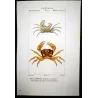 Ocypode ceratophthalmo (*Ocypode ceratophthalma*)  Original hand-colored engraving by Pierre Antoine Prêtre, Antique Print