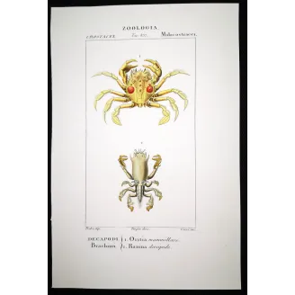 Antique Marine Engraving – Pierre Antoine Prêtre – Oritia mammillare