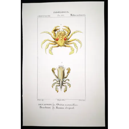 Antique Marine Engraving – Pierre Antoine Prêtre – Oritia mammillare