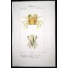 Oritia mammillare (*Oritia mammillare*)  Original hand-colored engraving by Pierre Antoine Prêtre, Antique Print