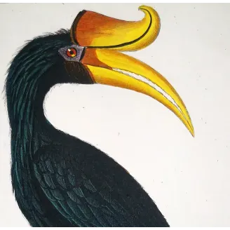 Antique Print by Pierre Antoine Prêtre – Rhinoceros Hornbill (Buceros rhinoceros)