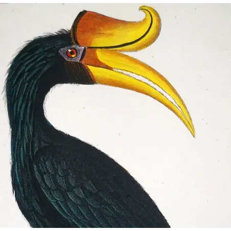 Antique Print by Pierre Antoine Prêtre – Rhinoceros Hornbill (Buceros rhinoceros)