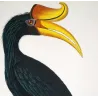 Rhinoceros Hornbill (*Buceros rhinoceros*) Calao rinoceronte  Original hand-colored engraving by Prêtre (c.1835)