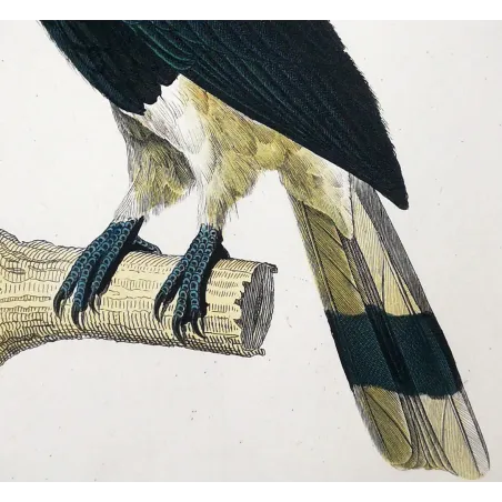 Antique Print by Pierre Antoine Prêtre – Rhinoceros Hornbill (Buceros rhinoceros)