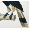 Rhinoceros Hornbill (*Buceros rhinoceros*) Calao rinoceronte  Original hand-colored engraving by Prêtre (c.1835)