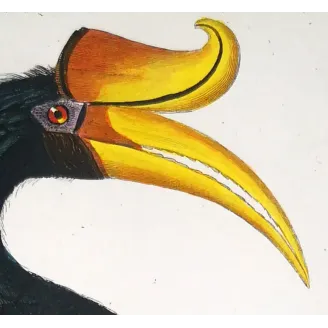 Antique Print by Pierre Antoine Prêtre – Rhinoceros Hornbill (Buceros rhinoceros)