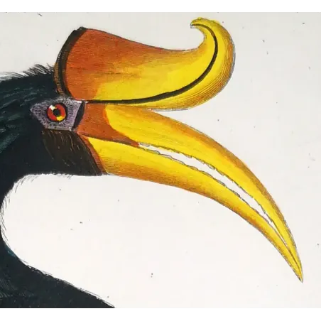 Antique Print by Pierre Antoine Prêtre – Rhinoceros Hornbill (Buceros rhinoceros)
