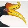 Rhinoceros Hornbill (*Buceros rhinoceros*) Calao rinoceronte  Original hand-colored engraving by Prêtre (c.1835)